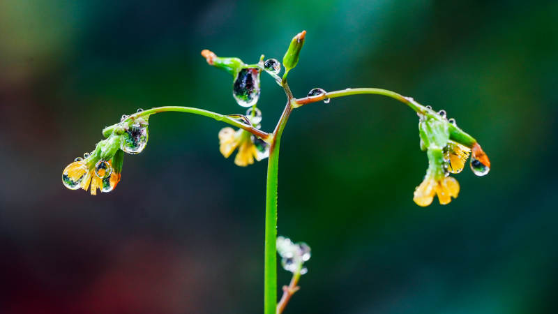雨后花枝滴露珠图片