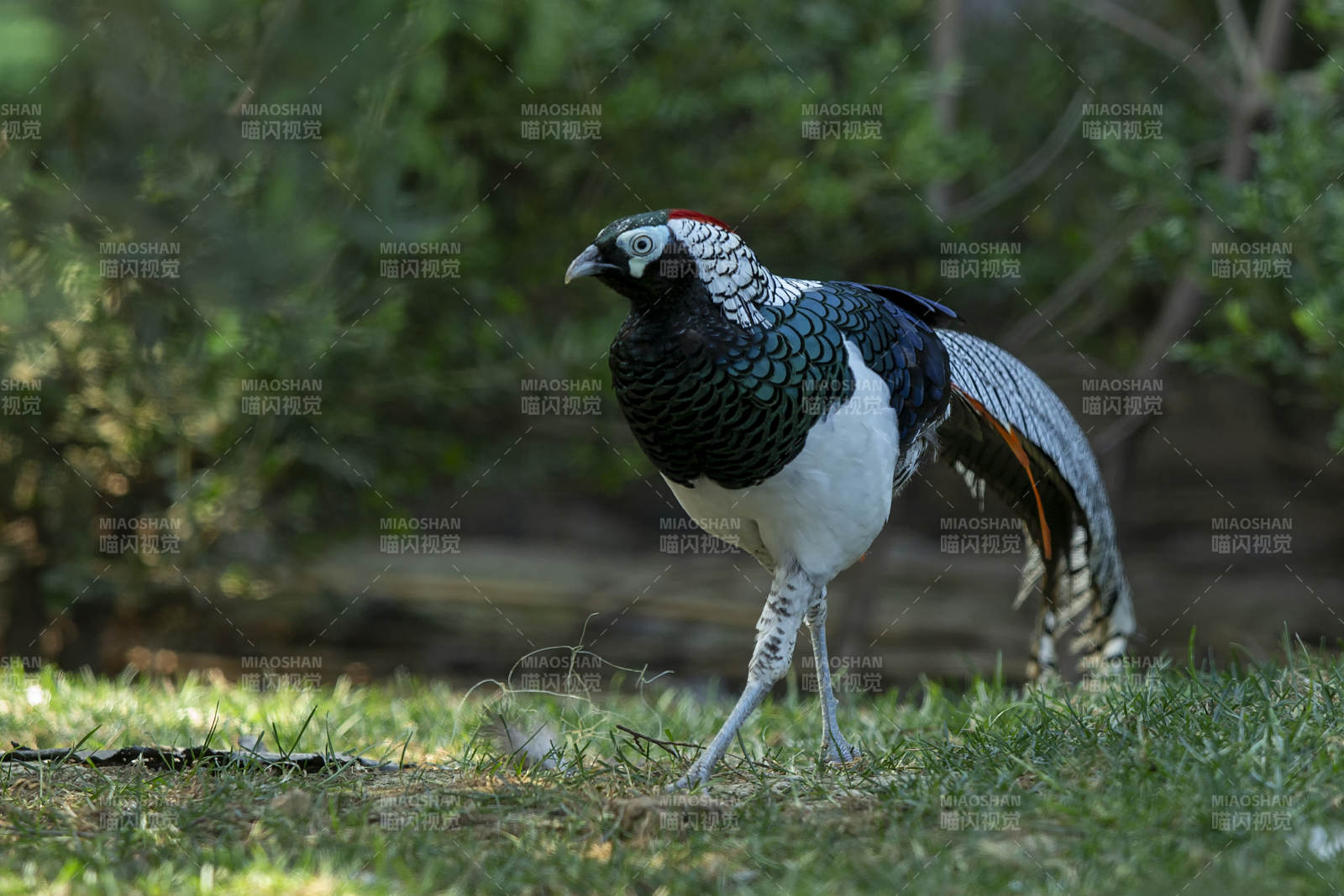 锦鸡悠然踱步图片