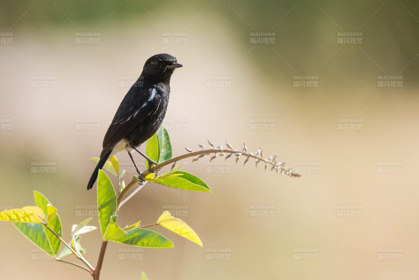 黑鸟栖枝头图片