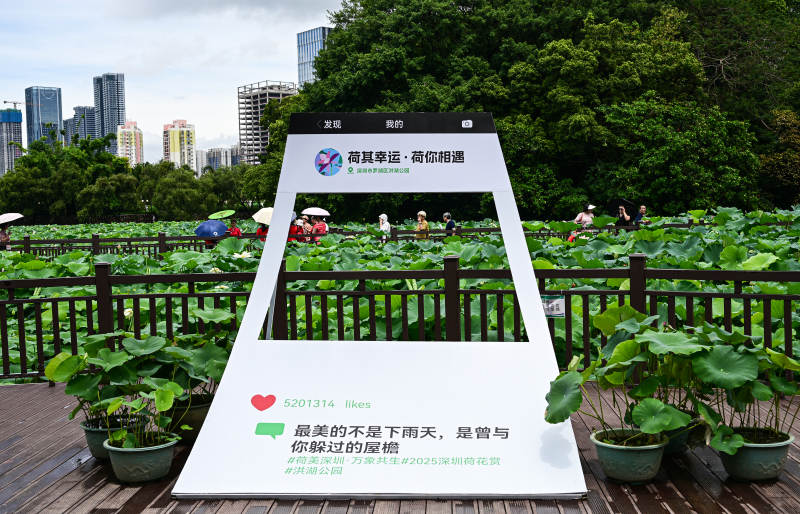 荷塘美景 心醉其中图片