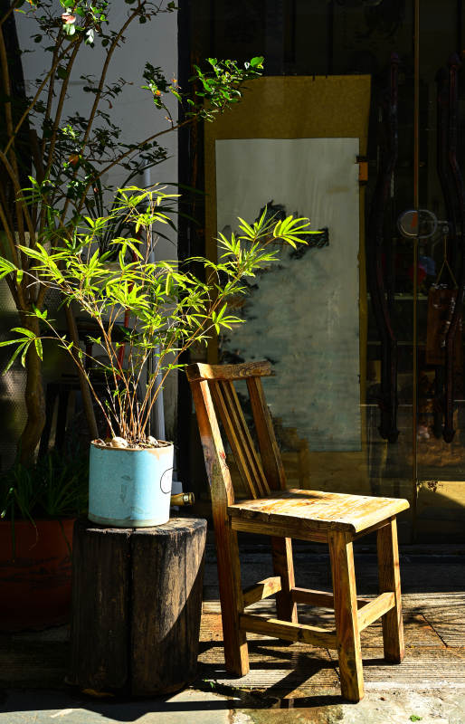 阳光下的庭院角落木椅与绿植图片