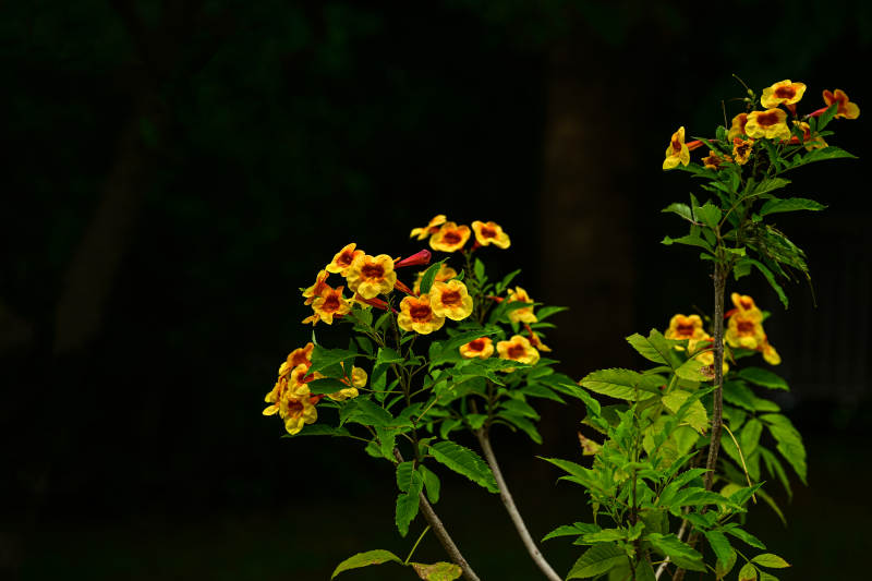 光影下盛开的黄色橙钟花特写图片