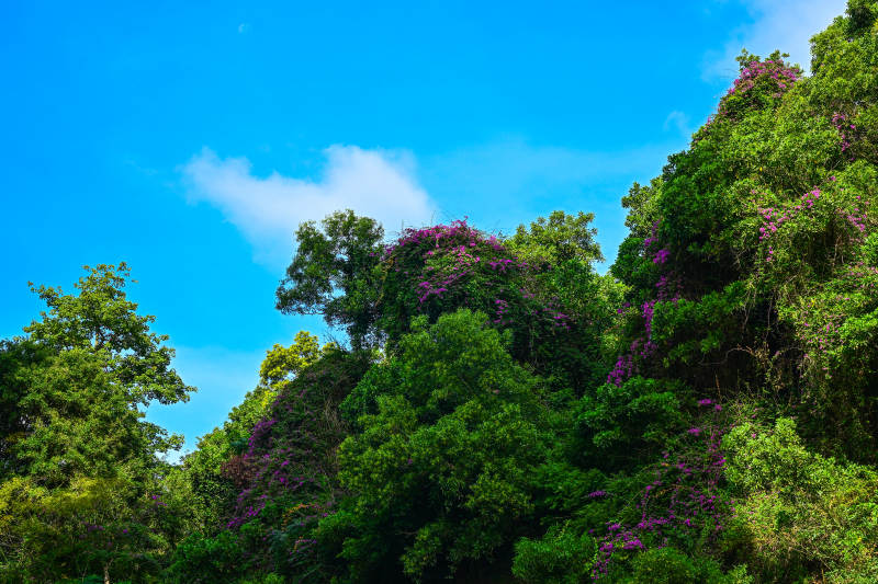 紫花绿树映蓝天图片