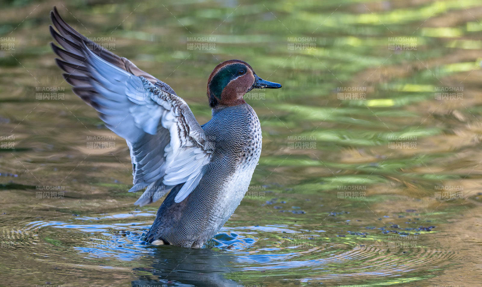 绿翅鸭展翅水波图片