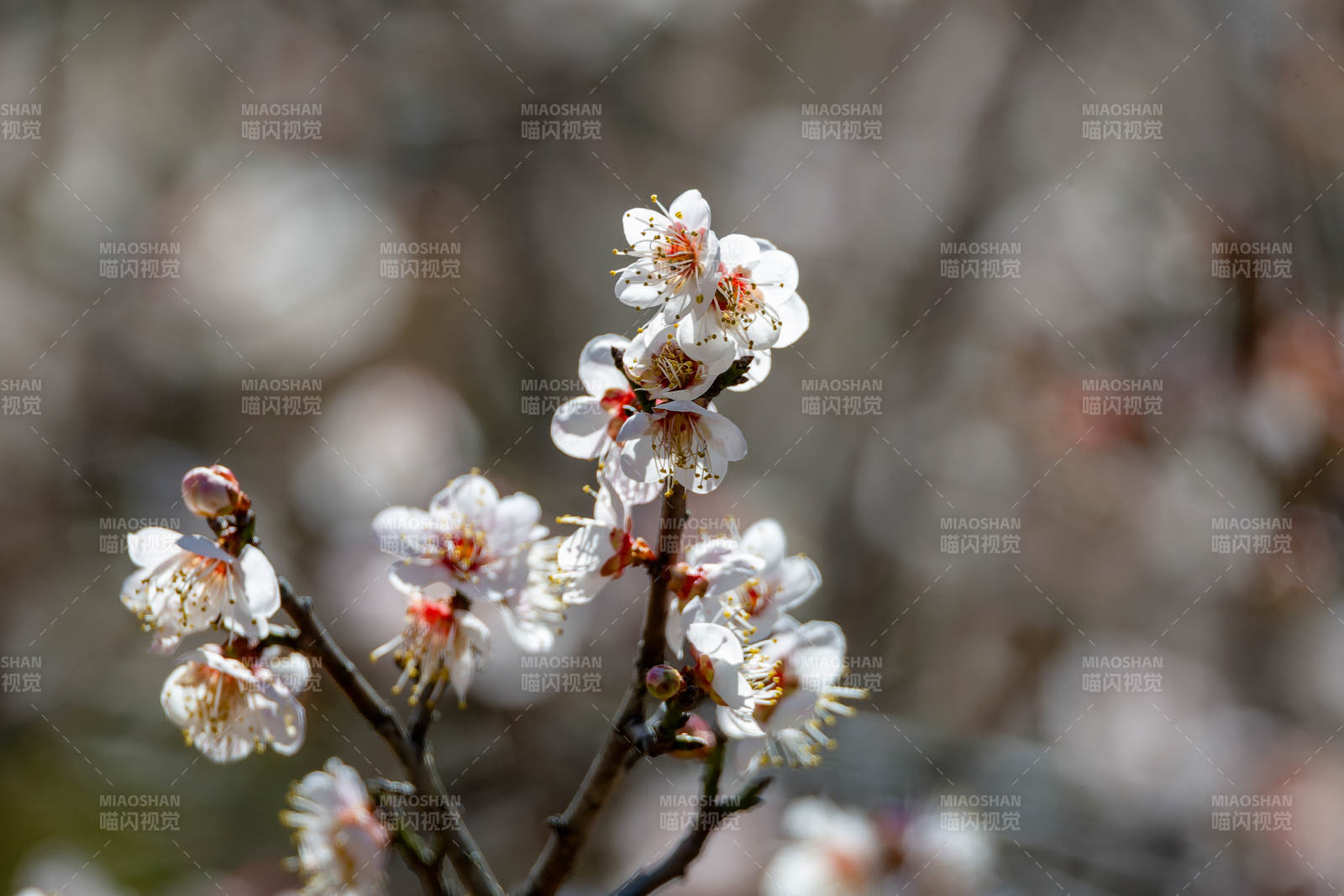 春日花开枝头图片