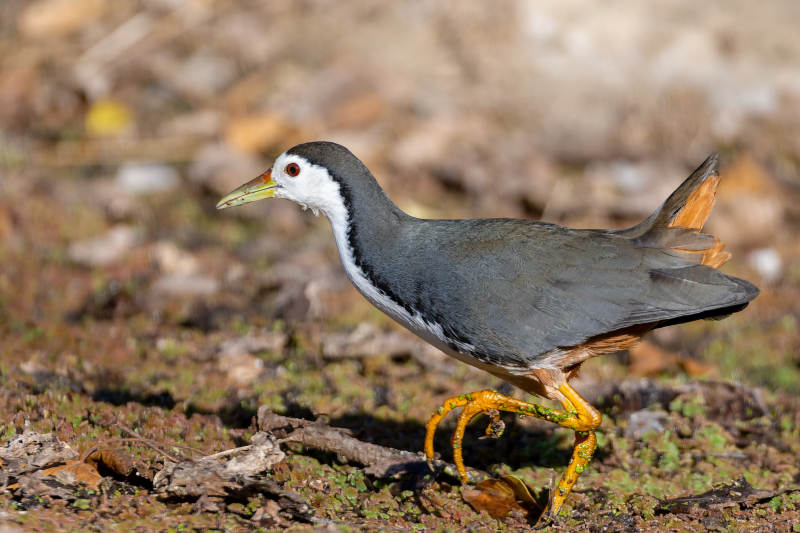 白胸苦恶鸟行走图片