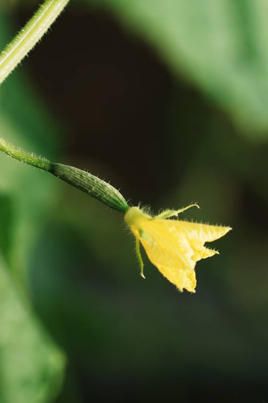 黄瓜花绽放瞬间图片