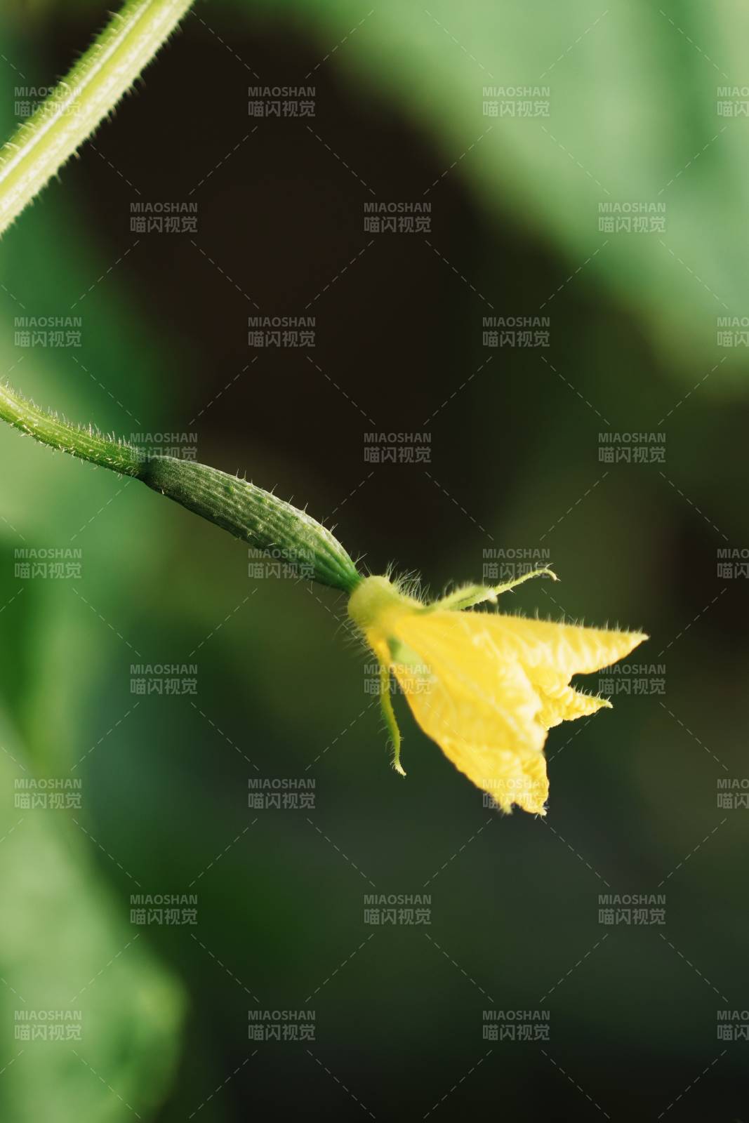 黄瓜花绽放瞬间图片