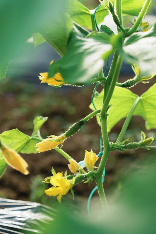 黄瓜花绽放枝头图片