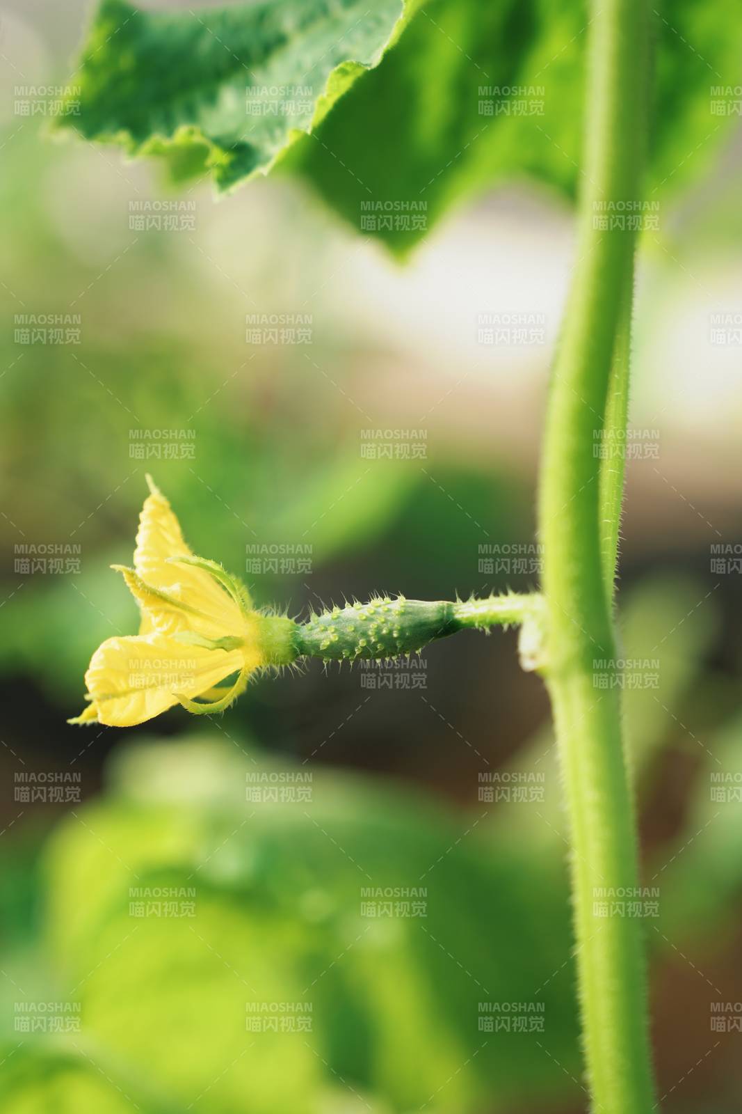 黄瓜花与嫩瓜图片