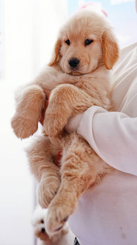 萌犬依偎人怀中图片