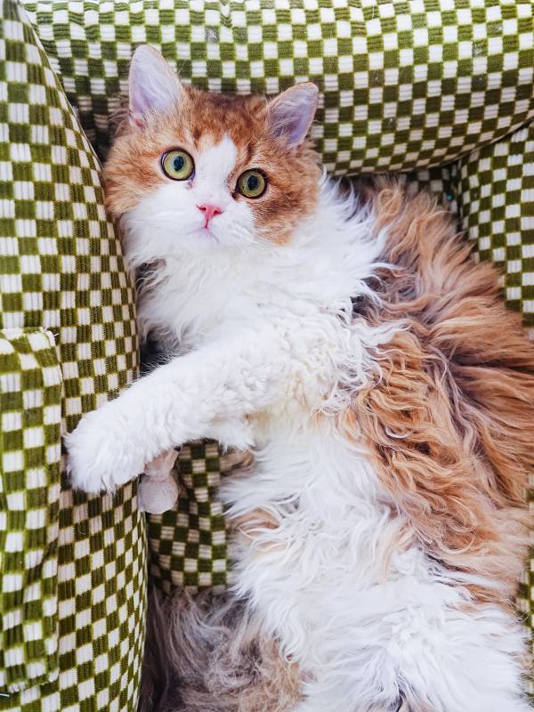 毛茸茸的猫咪躺椅上图片