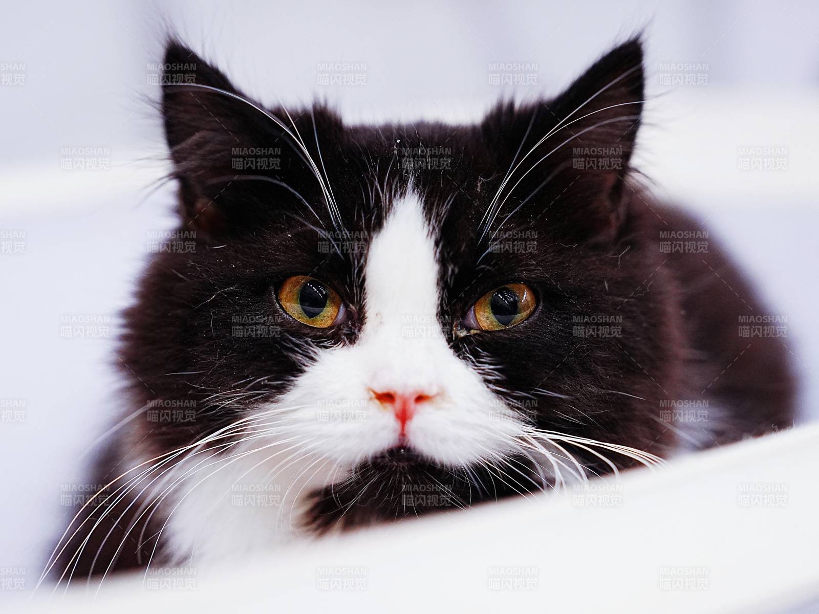 黑白猫凝视图片