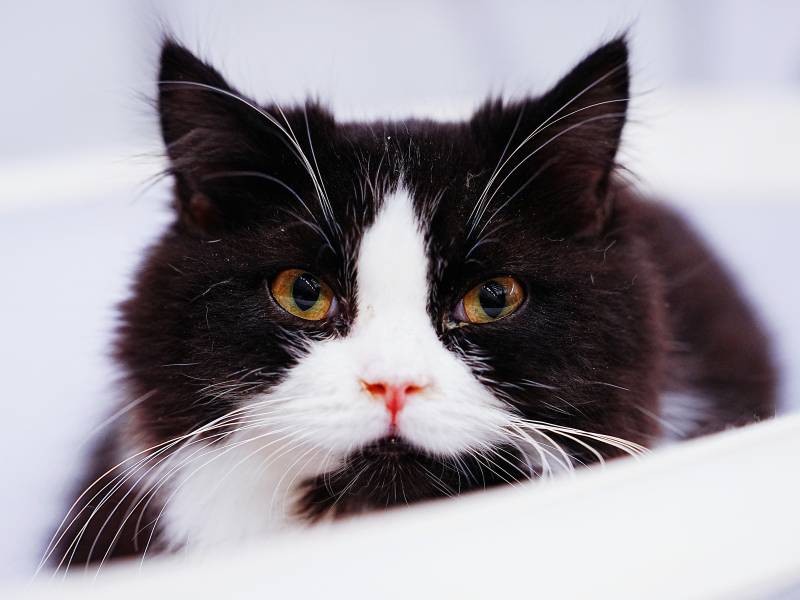 黑白猫凝视图片