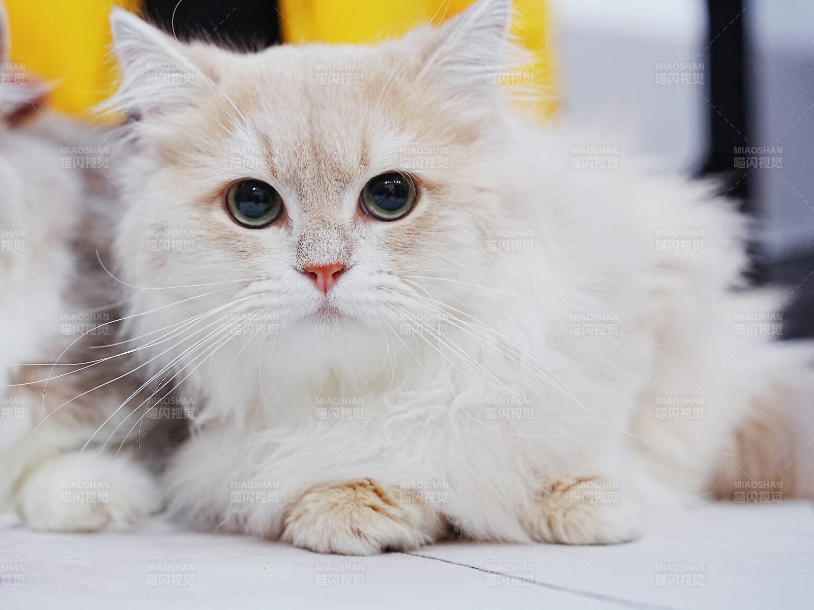 萌猫静卧 毛茸茸图片