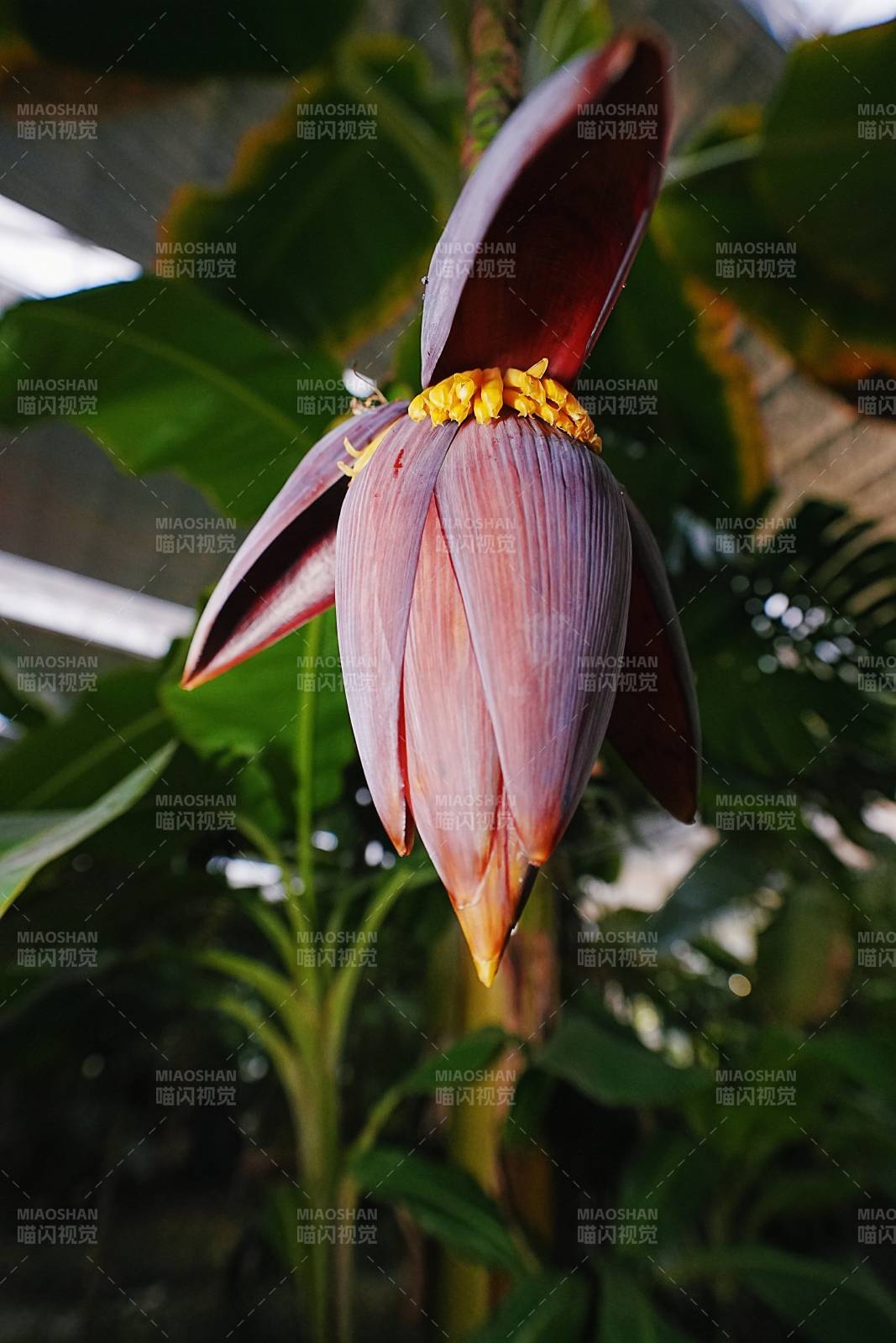 紫红香蕉花绽放图片