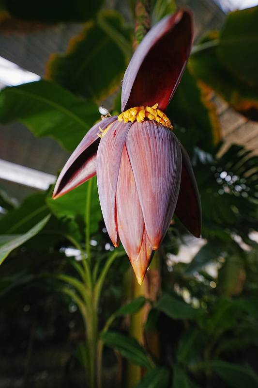 紫红香蕉花绽放图片