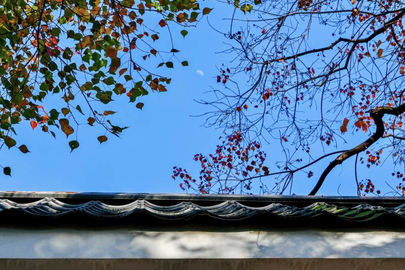 秋叶映瓦檐图片