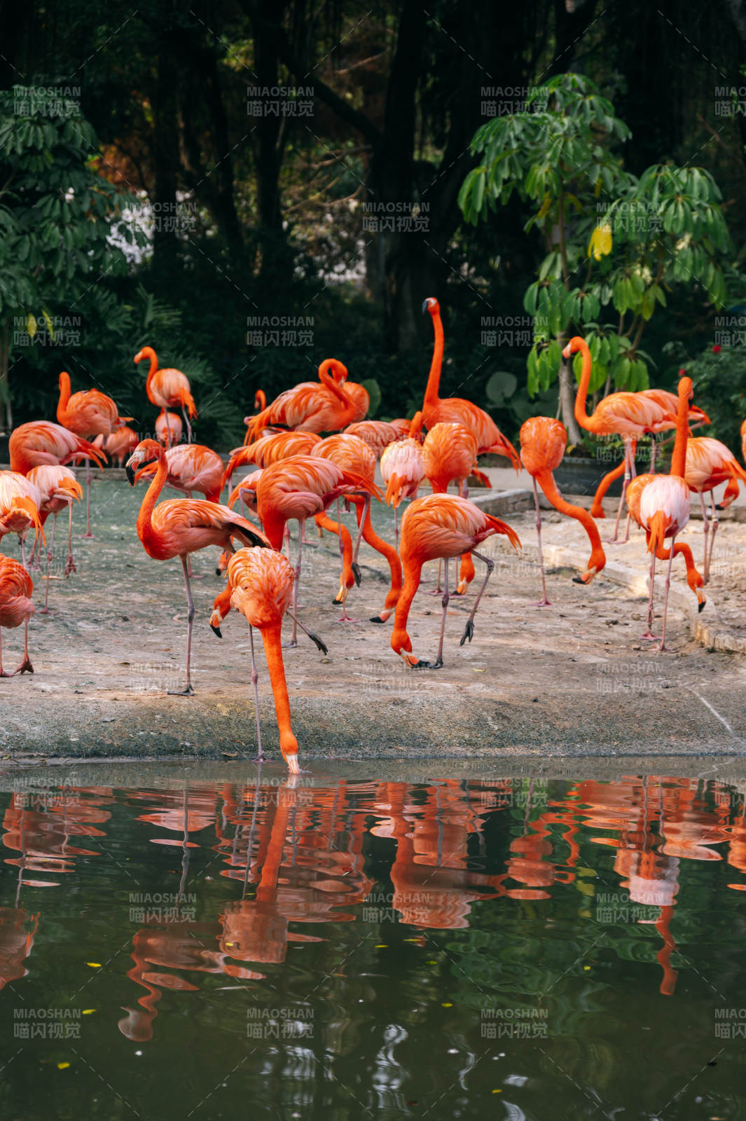 粉红火烈鸟群栖水边图片