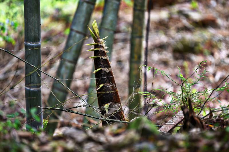 竹笋破土而出图片