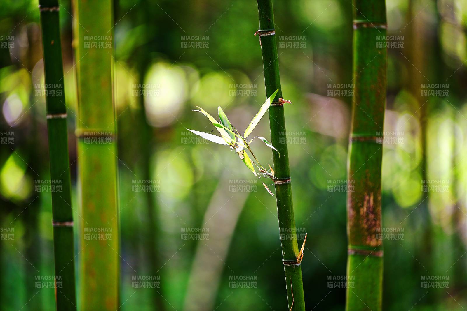 竹林新芽图片