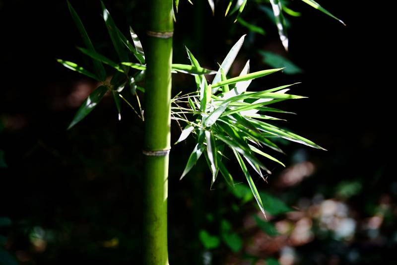 竹影婆娑图片