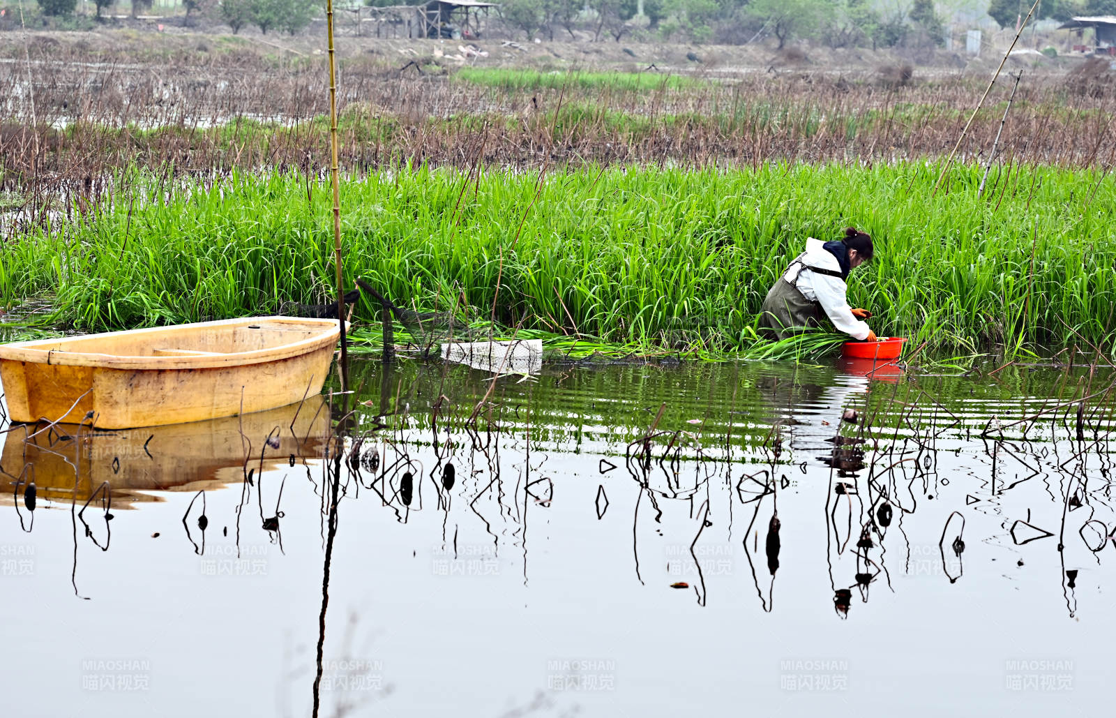 水乡田园的劳作景象图片