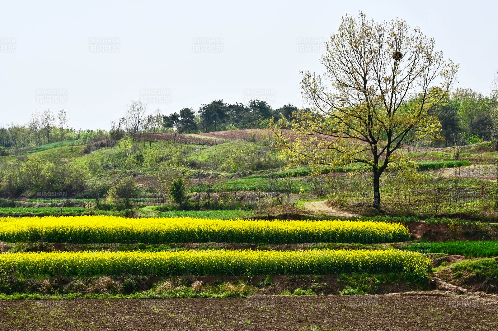 春天乡村田园油菜花开满山间图片