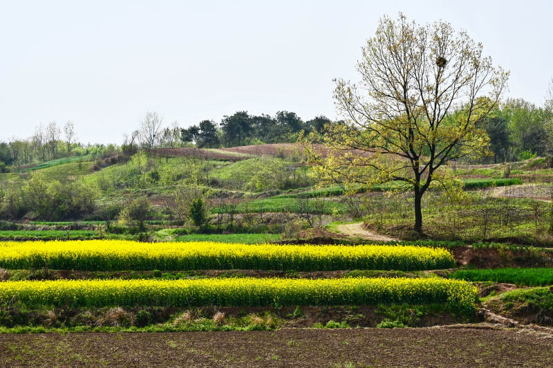 春天乡村田园油菜花开满山间图片