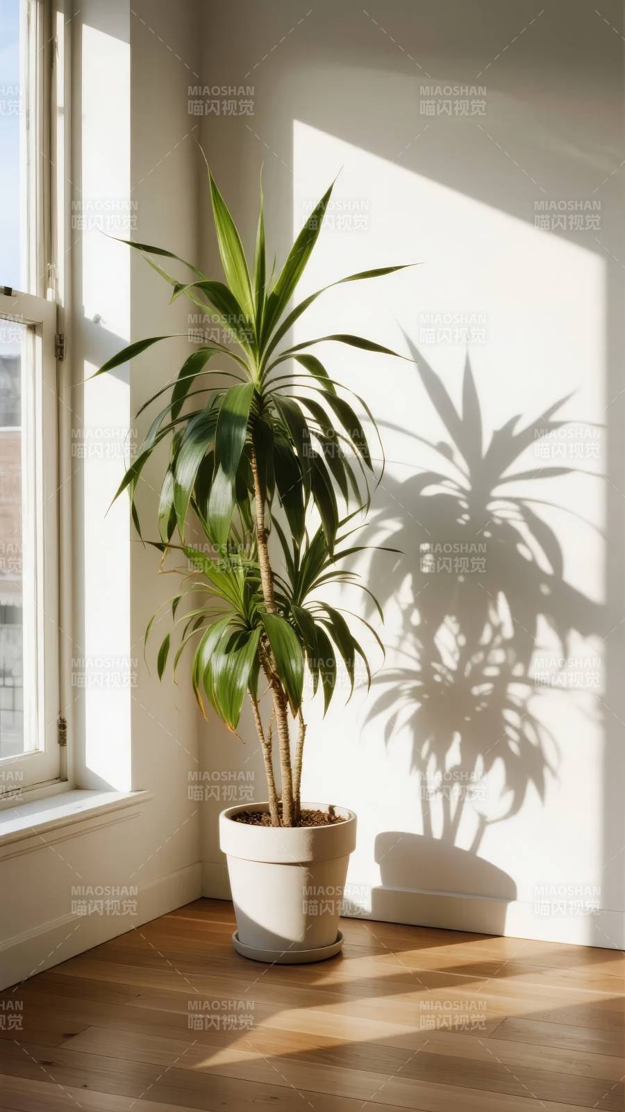 窗边绿植光影图片