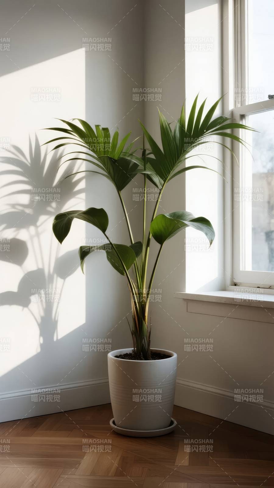 窗边绿植光影图片