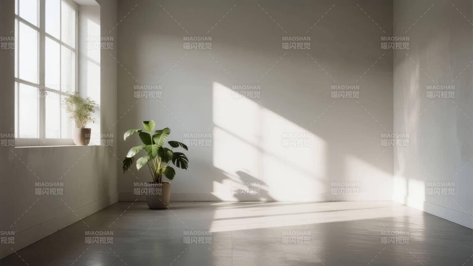 阳光下的绿植角落图片