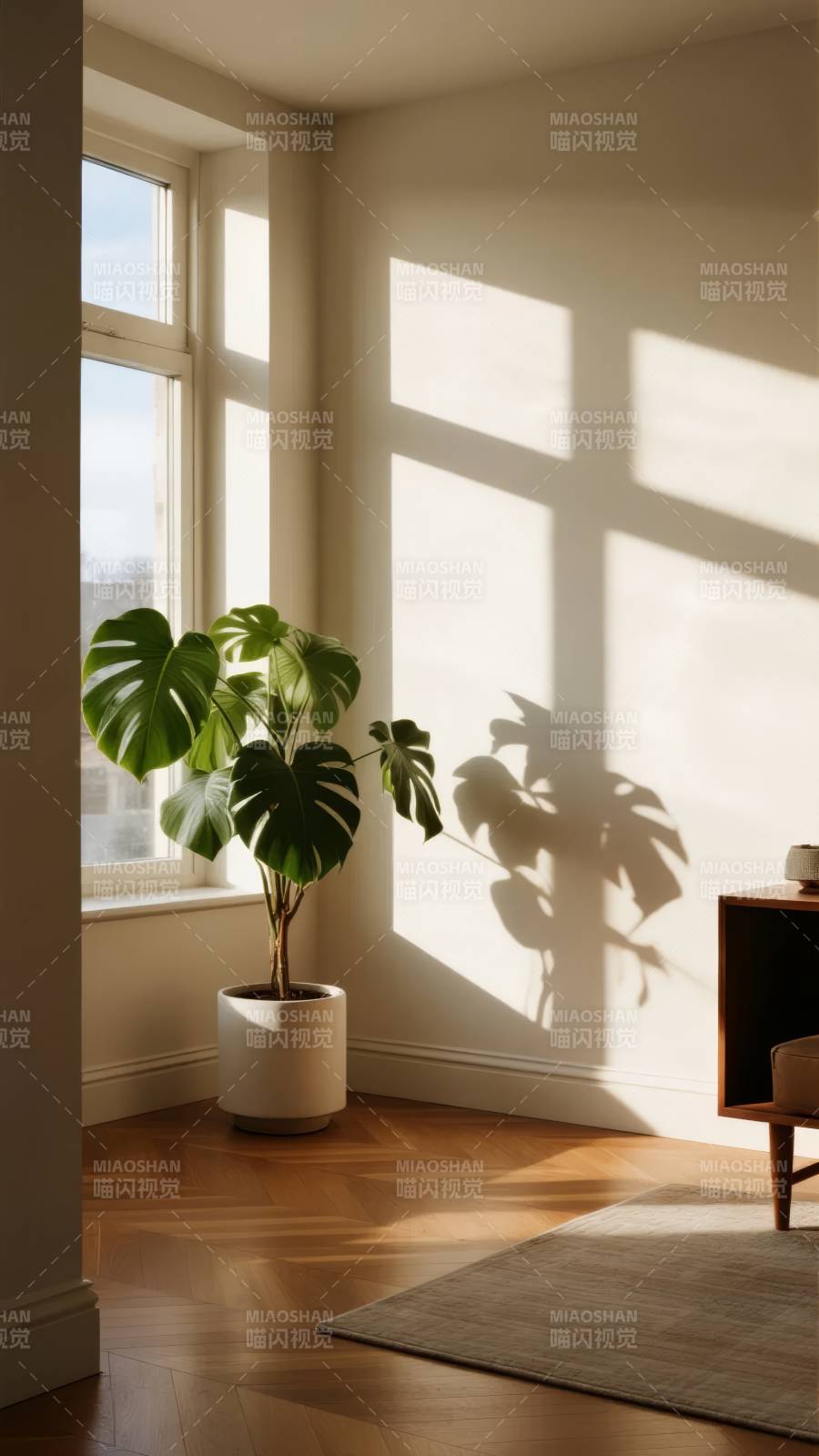 阳光下的绿植角落图片