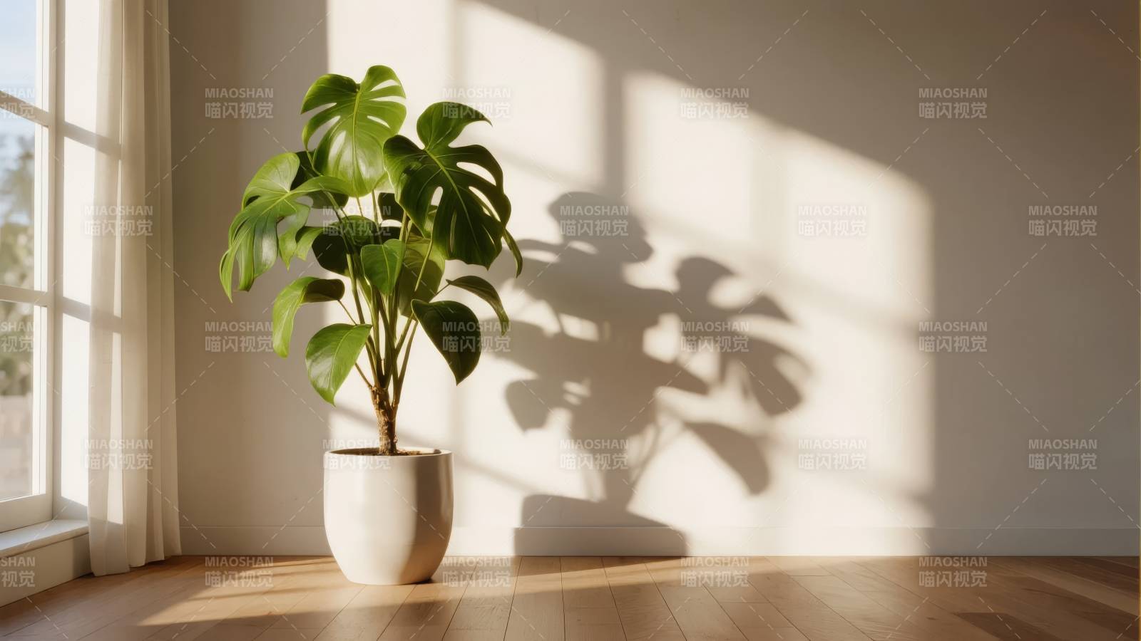 阳光下的绿植影图片