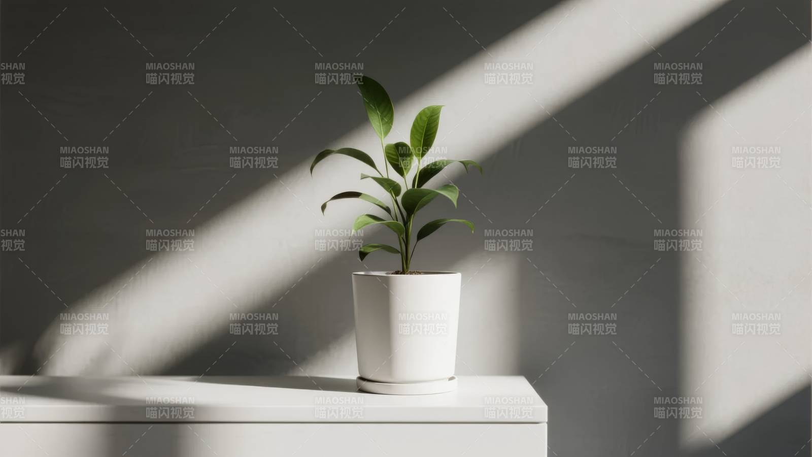 绿植光影静谧美图片