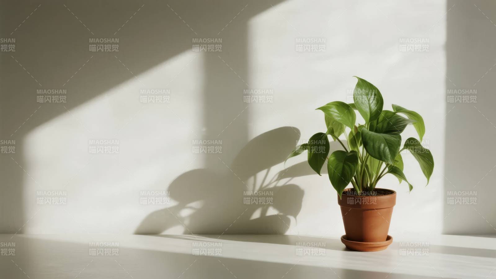 光影中的绿植图片