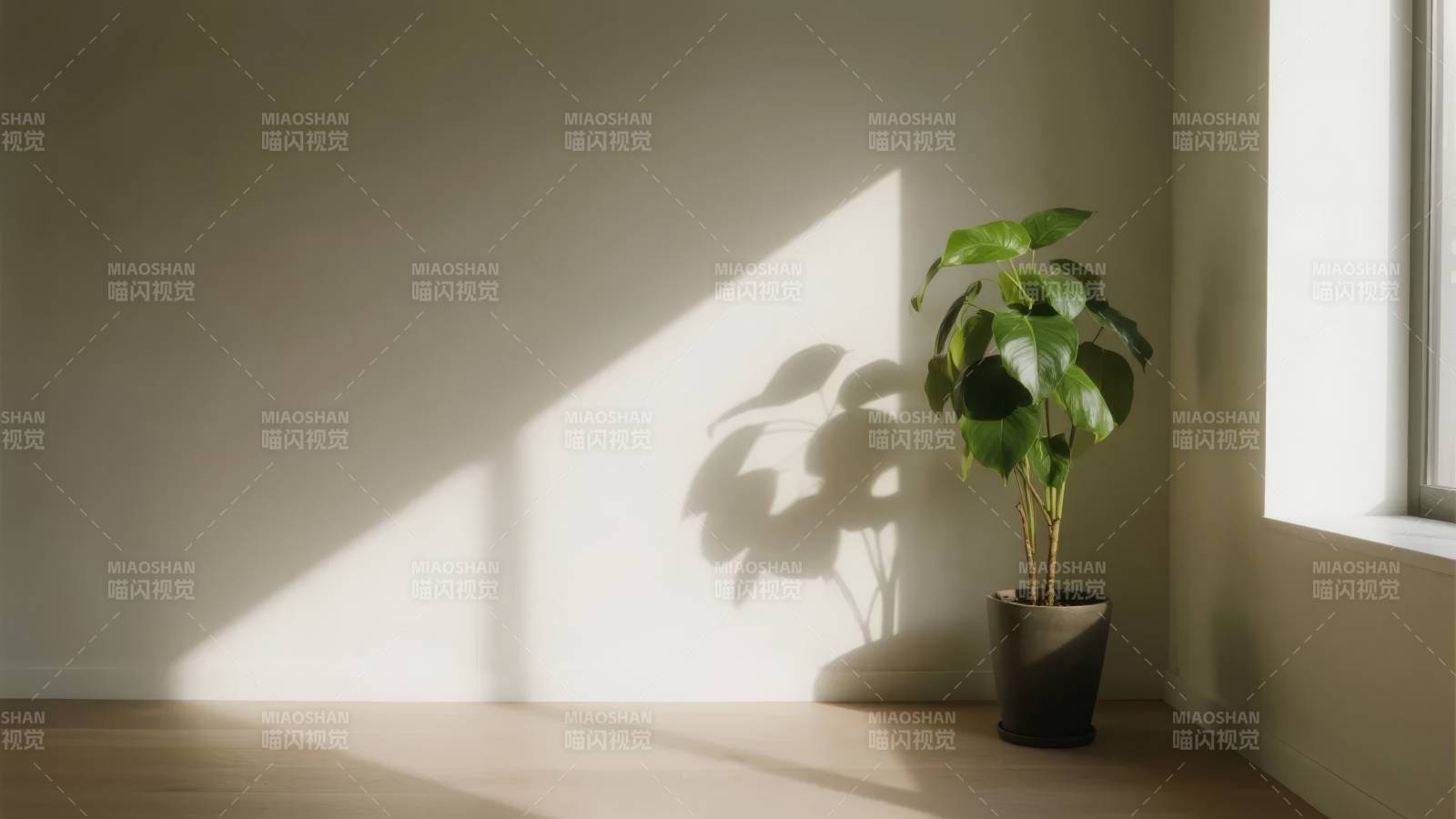 窗边绿植光影图片