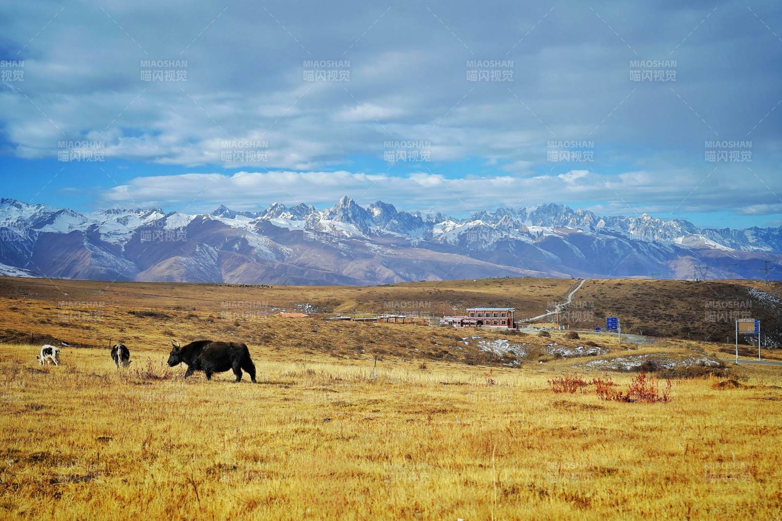 高原牧牛图图片
