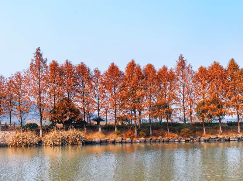 秋湖红杉美景图片