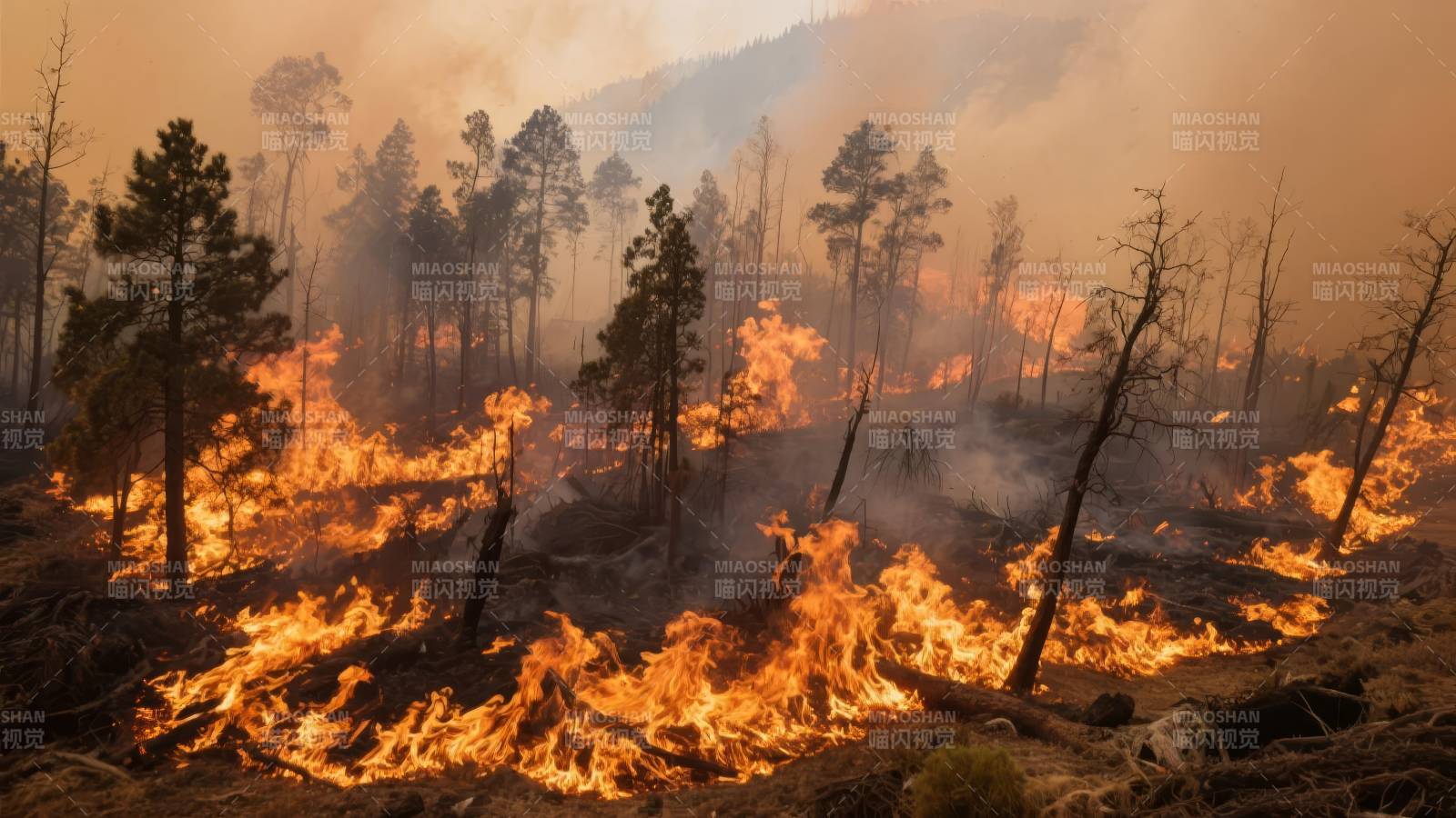 森林大火肆虐图片
