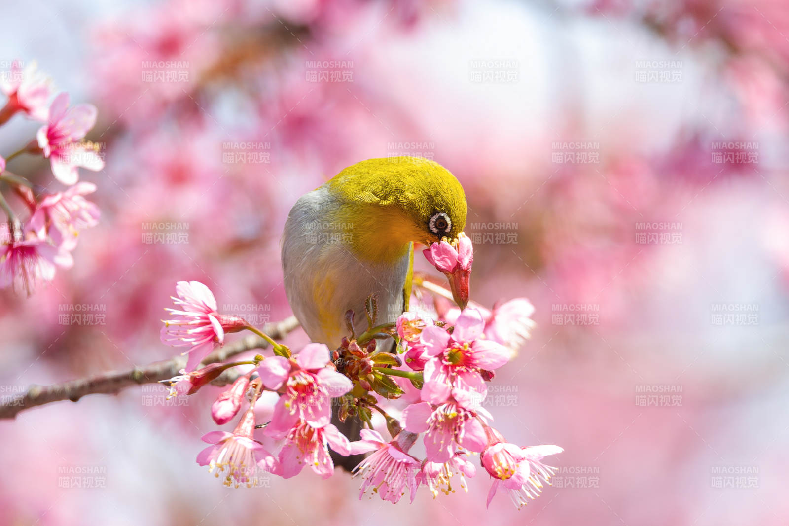 黄鸟啄樱图片