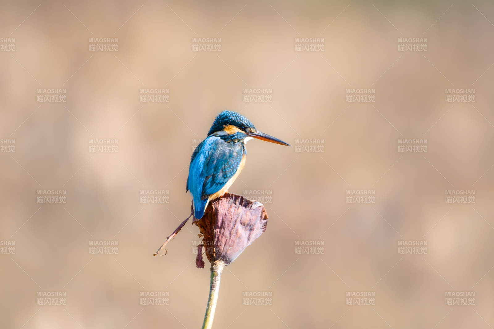 翠鸟栖枝头图片