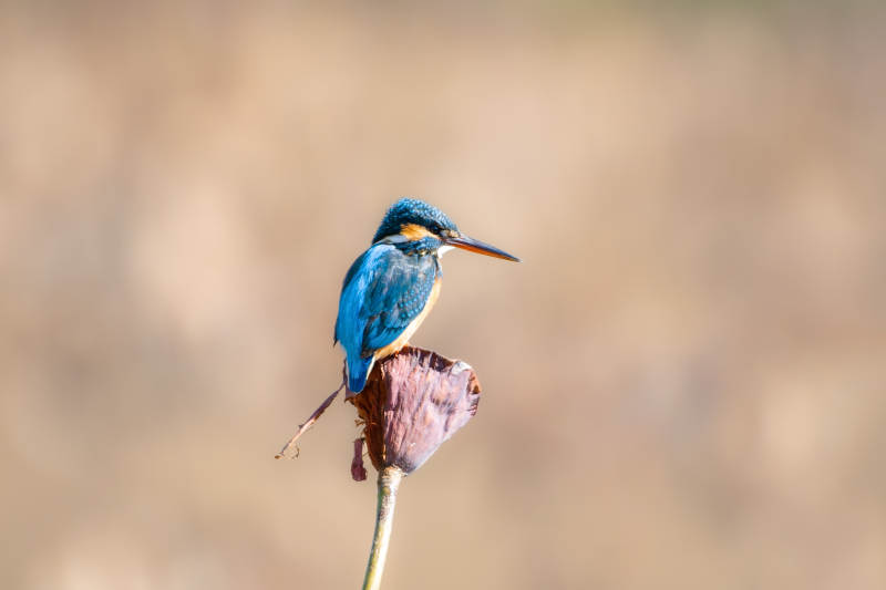 翠鸟栖枝头图片