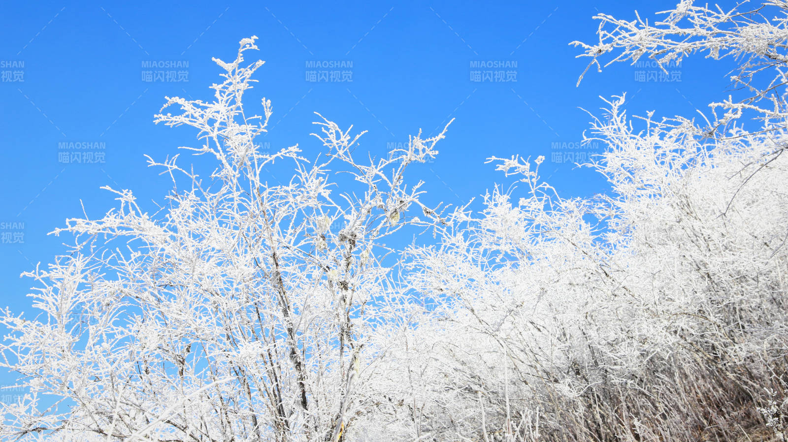 雪覆枝头映蓝天图片