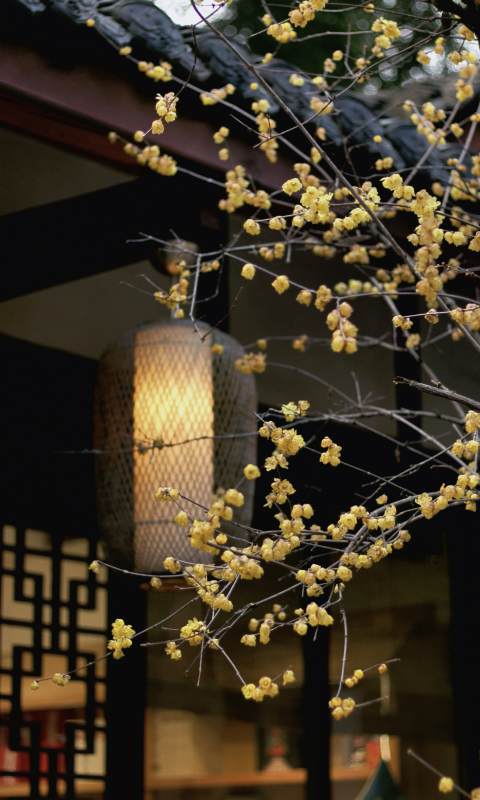 梅枝映灯影图片