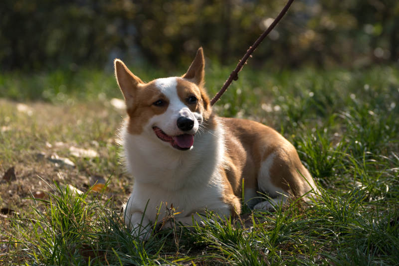 柯基犬草地休憩图片