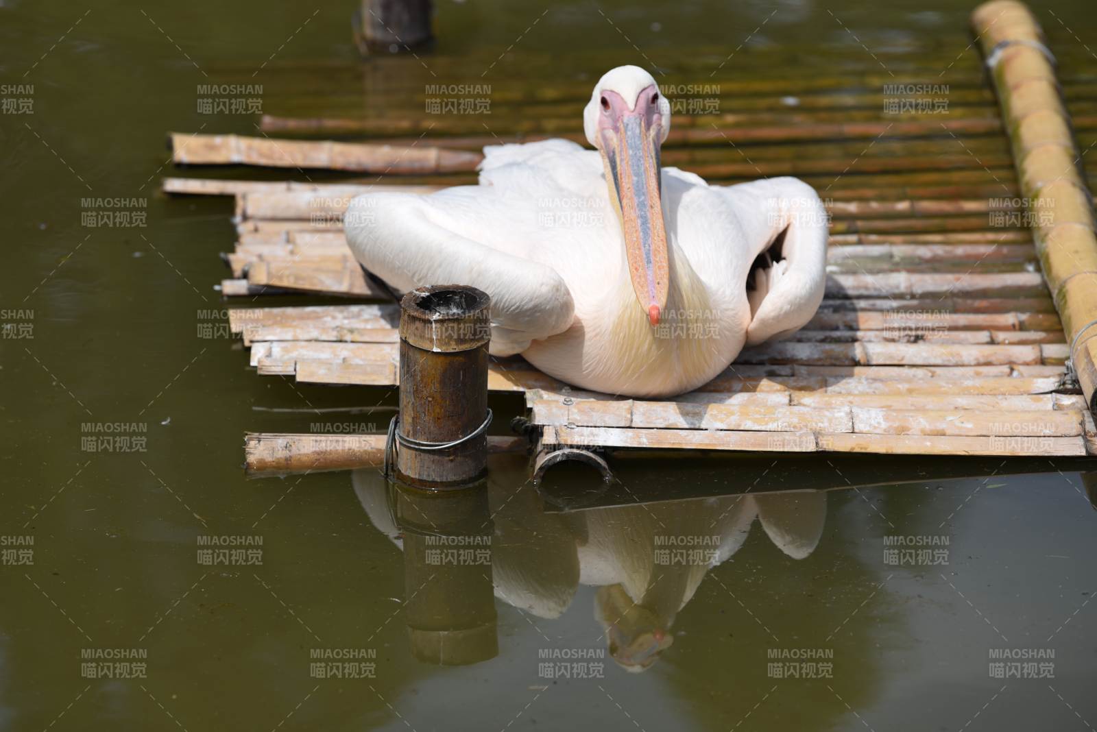 白鹈鹕静卧竹筏图片