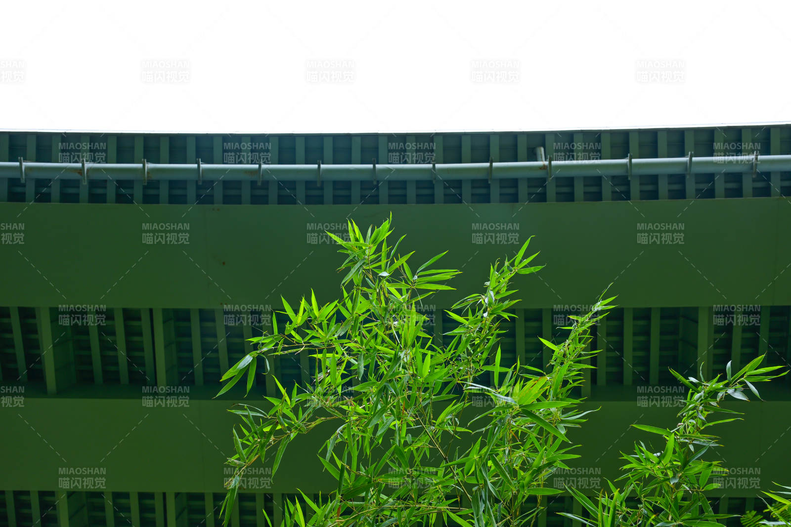 光影下现代建筑外墙旁的翠竹景观图片