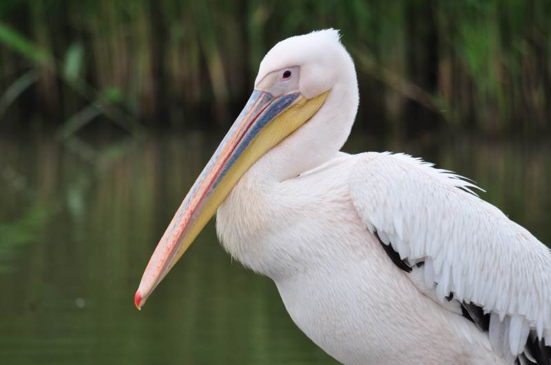 白鹈鹕静立水边图片