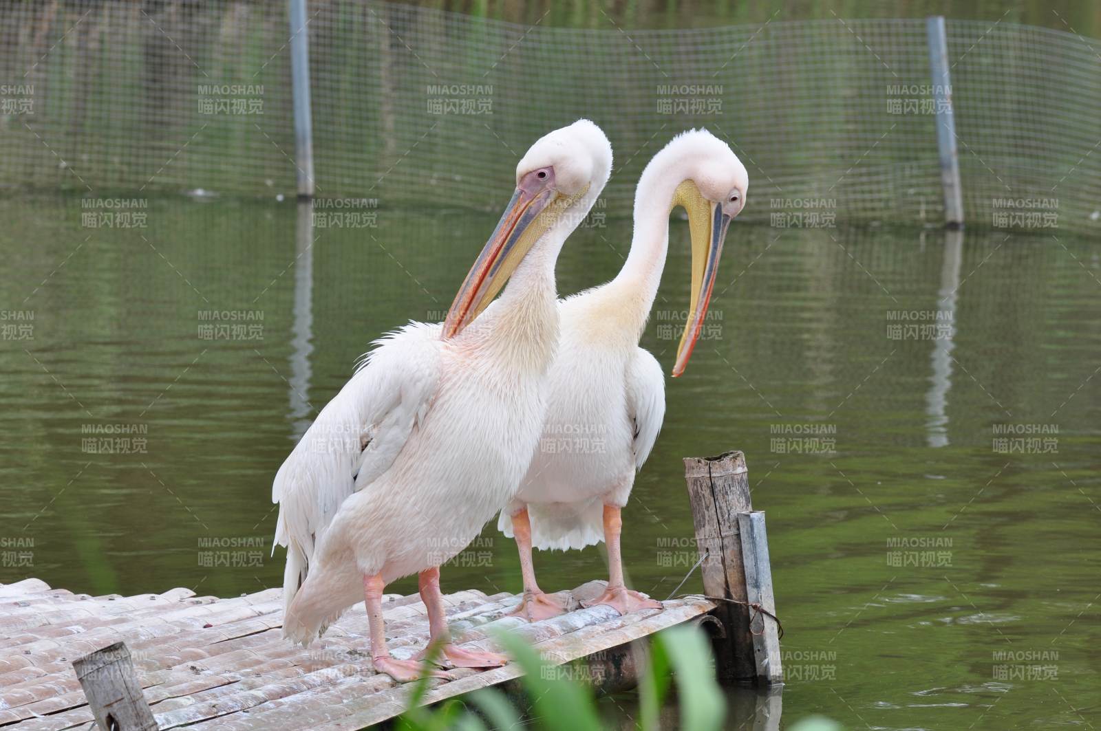 白鹈鹕栖息水边图片